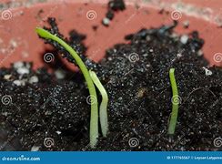 Image result for Figer Lime Citrus Seed Sprouting