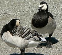 Image result for Barnacle Geese