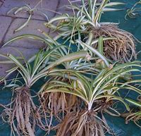 Image result for Siler Root Plant Botanical