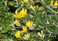 Image result for Flax Leaved Broom