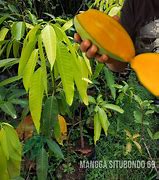 Image result for Mangga Mana Lagi Situbondo