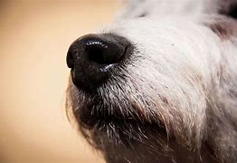 Image result for Dog Cold Nose