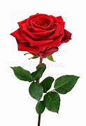 Image result for White Rose with Sage Background