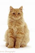 Image result for Fluffy Ginger Cat