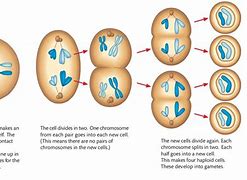 Image result for Product of Meiosis