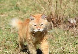 Image result for Columbian Wood Cat Natural Habitat