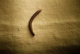 Image result for Tiny Brown Worms