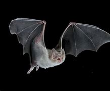 Image result for Vampire Bat Wings Sideways