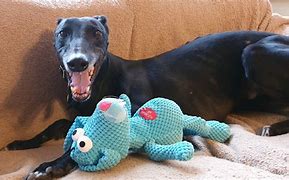 Image result for Goofy Dog Toy