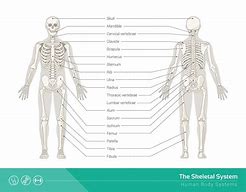 Image result for Skeleton Function