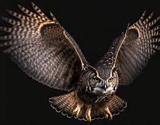 Image result for Flying Owl Prop