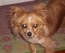 Image result for Chiweenie Dog