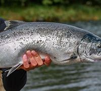 Image result for Rare Salmon