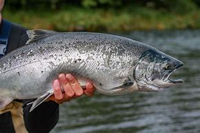 Image result for Rainbow Salmon