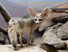 Image result for Exotic Animals Mammals