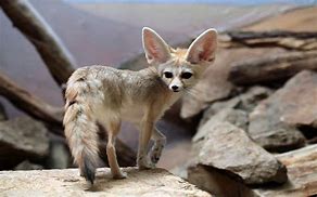 Image result for Very Cute Rare Animals