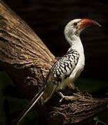 Image result for Red-billed Hornbill