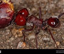 Image result for Atta Ant