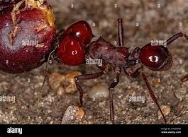 Image result for Atta Ant Species