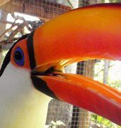 Image result for toucan tongue anatomy