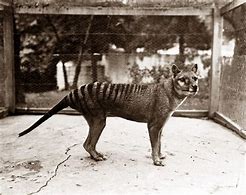 Image result for thylacine extinction photos