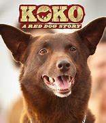 Image result for Koko Red Dog