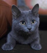 Image result for Russian Blue Lightning Blaze Variegated Rat