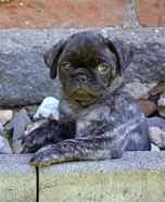 Image result for Pug Puppies Brindle