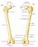 Image result for Femur Parts