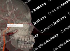 Image result for Dorsal Nasal Artery