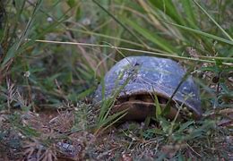 Image result for Tortoise Pose