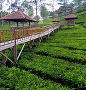 Image result for Agrowisata Ngalor Kalo Manggarai Barat