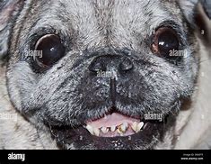 Image result for Pug Teeth Smile