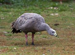 Image result for Cape Barren Geese