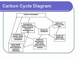 Image result for Carbon Cycle Diagram