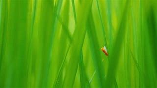 Image result for Rice Leafhopper