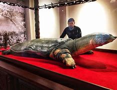 Image result for Biggest Soft Shell Turtle