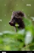 Image result for Baby Raccoon Dog