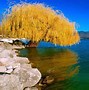 Image result for Willow Tree Plant