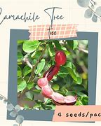 Image result for Camachile Tree Seedlings