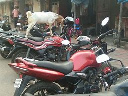 Image result for Goat On Motorcycle