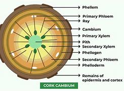 Image result for Vascular Cambium Old Stem