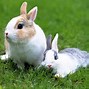 Image result for Rabbit Desktop