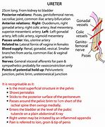 Image result for Abdominal Ureter