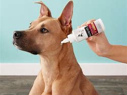 Image result for Clean Dog Eye