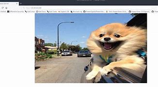 Image result for Giddy Dog Breeds