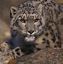 Image result for Snow Leopard Prey