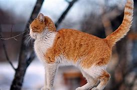 Image result for Cats Eyes Side View