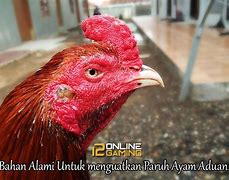 Image result for Paru Ayam