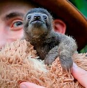 Image result for Baby 3 Toed Sloth